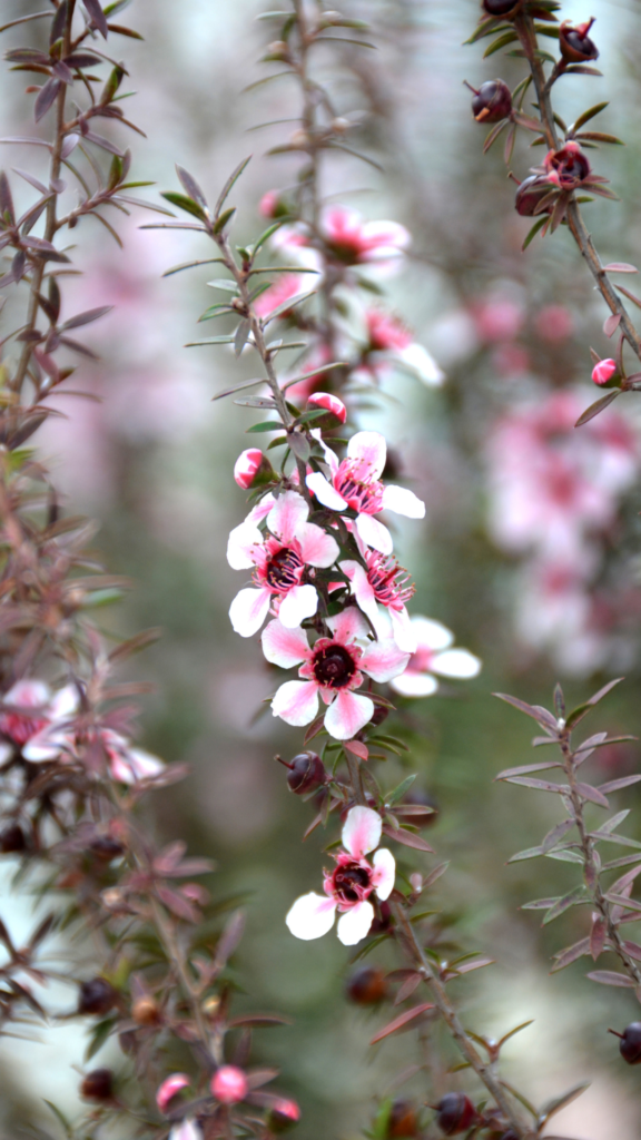 Blüten der neuseelaendischen-Suedseemyrte-Manuka-